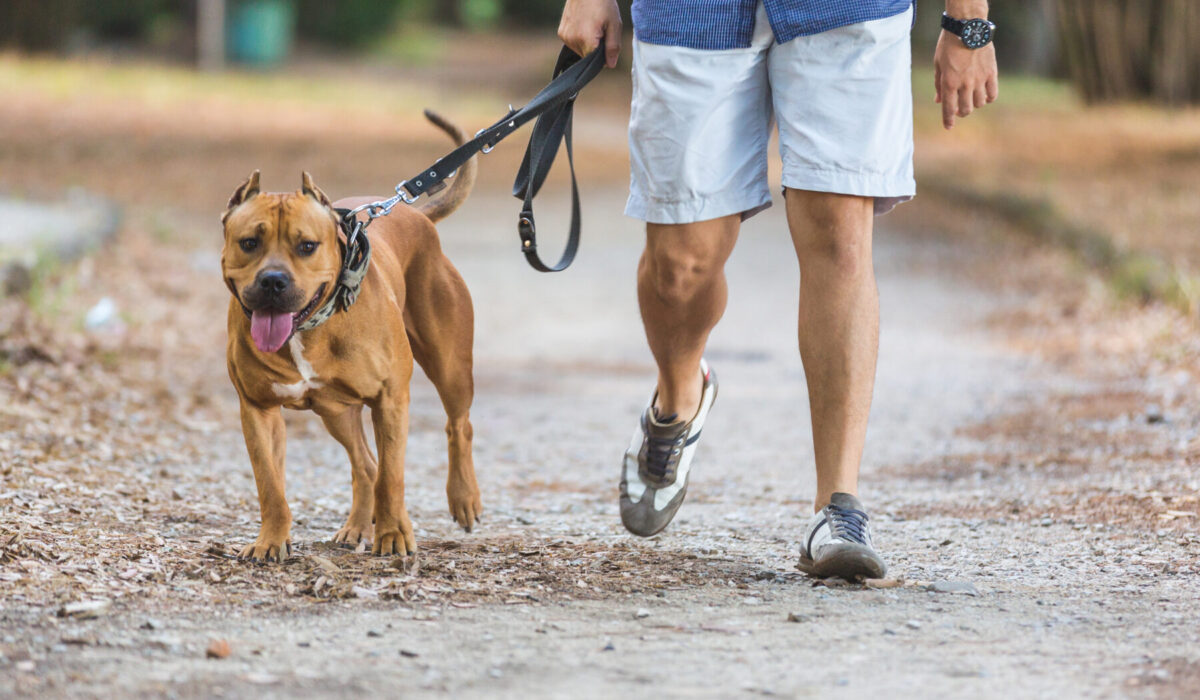 Man walking with his dog at park