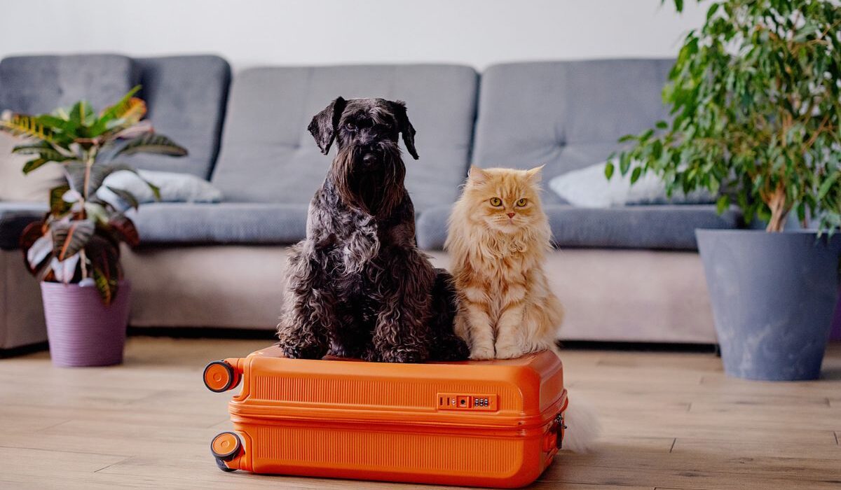 Pet Boarding