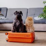 Pet Boarding